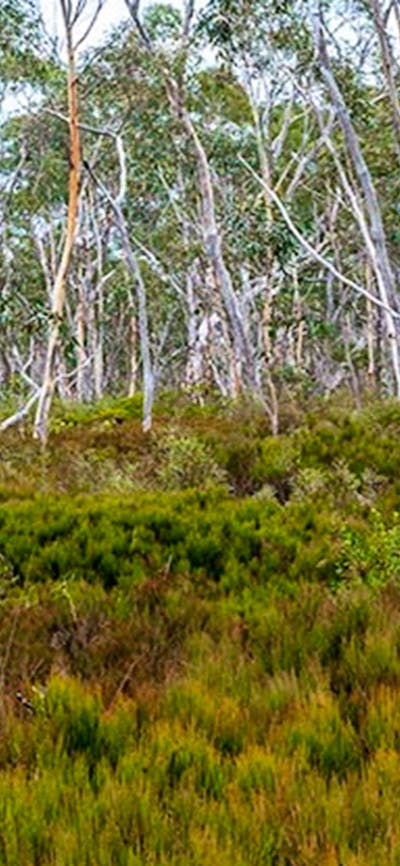 Wog Wog campground, Morton National Park. Photo: Michael van Ewijk/NSW Government