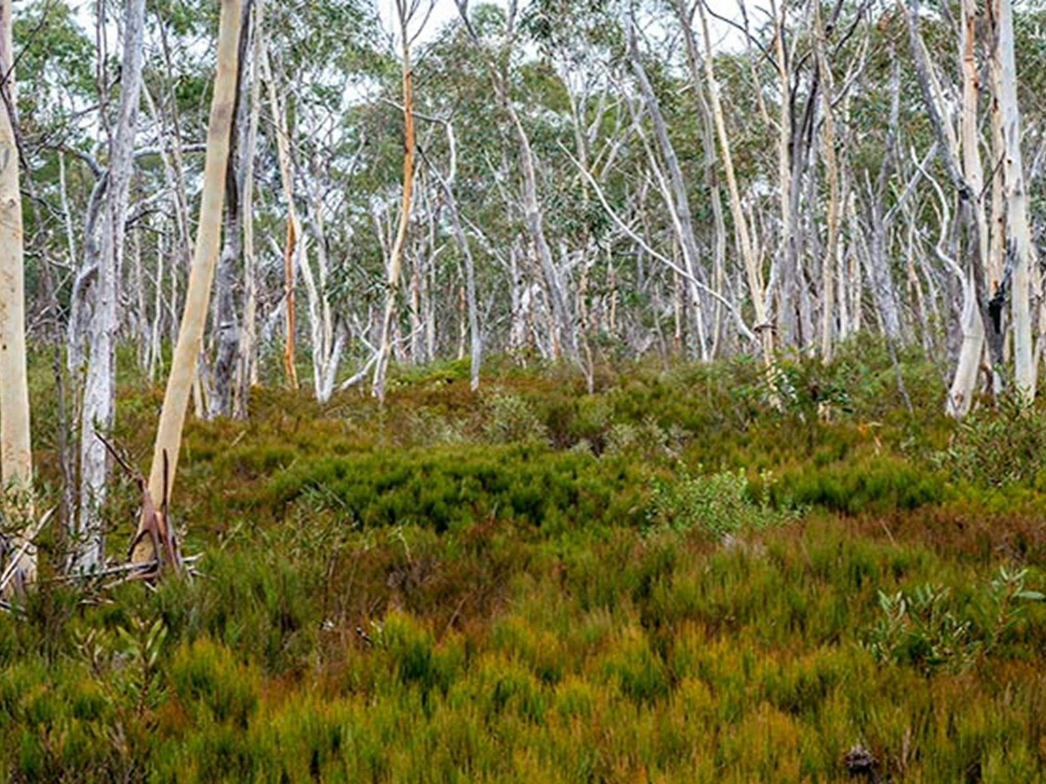 Wog Wog campground, Morton National Park. Photo: Michael van Ewijk/NSW Government