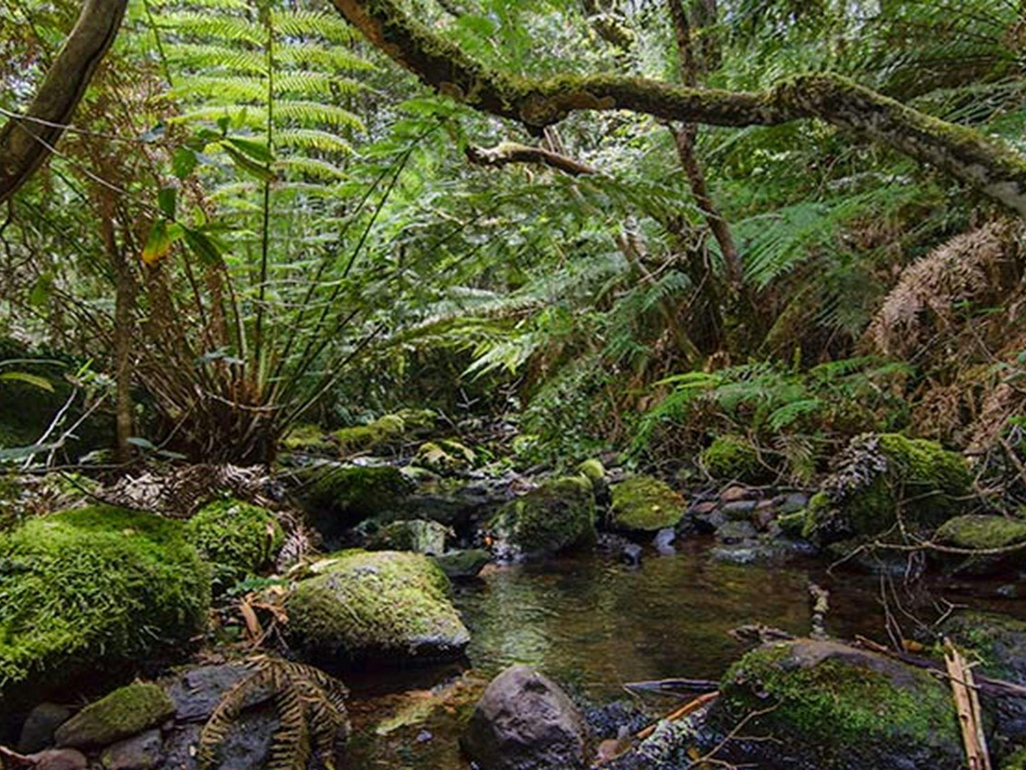 Wombat Creek campground, Barrington Tops National Park. Photo: John Spencer/NSW Government