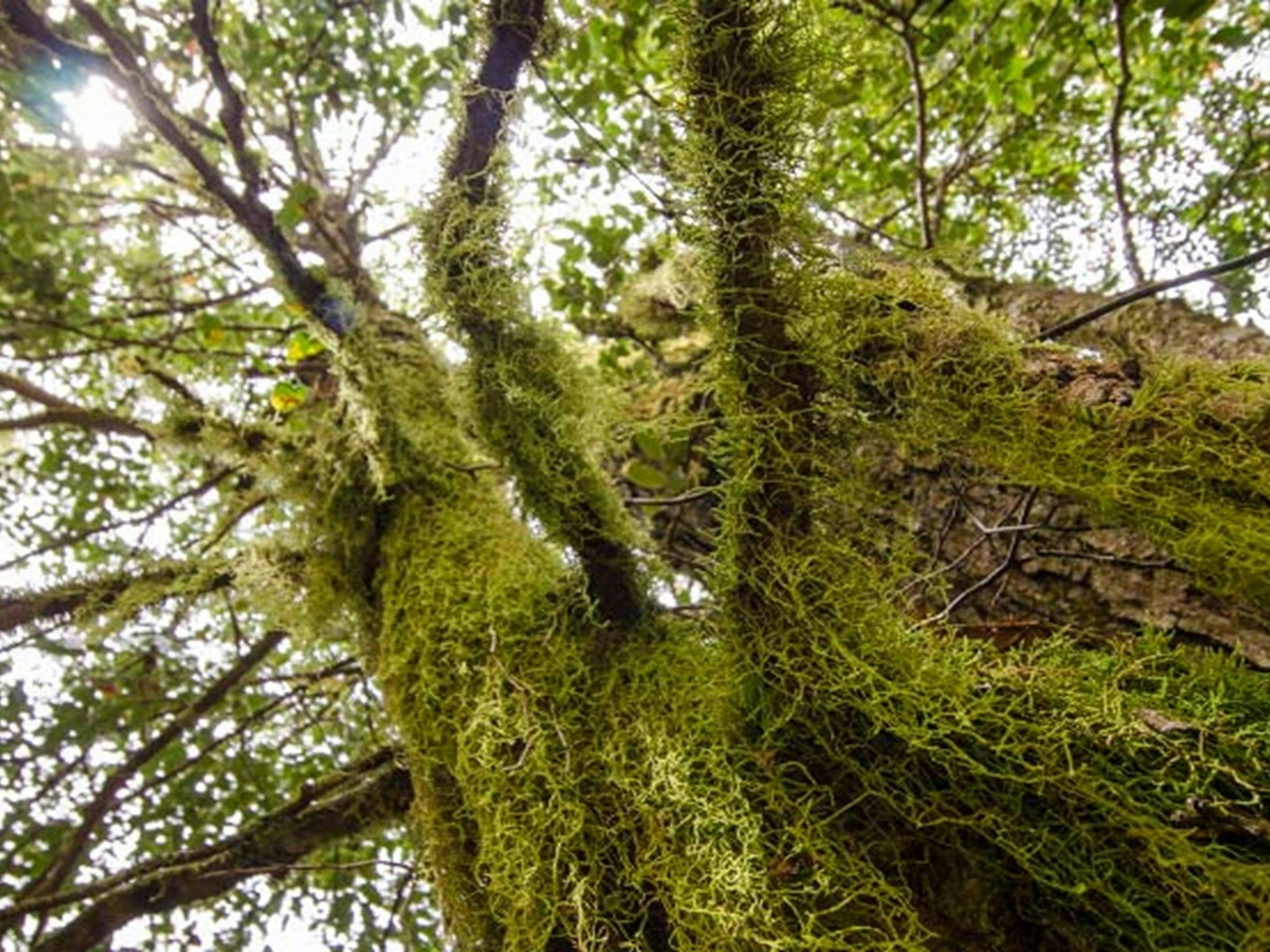 巴灵顿山国家公园沃姆巴特溪露营地。照片：约翰·斯宾塞/新南威尔士州政府