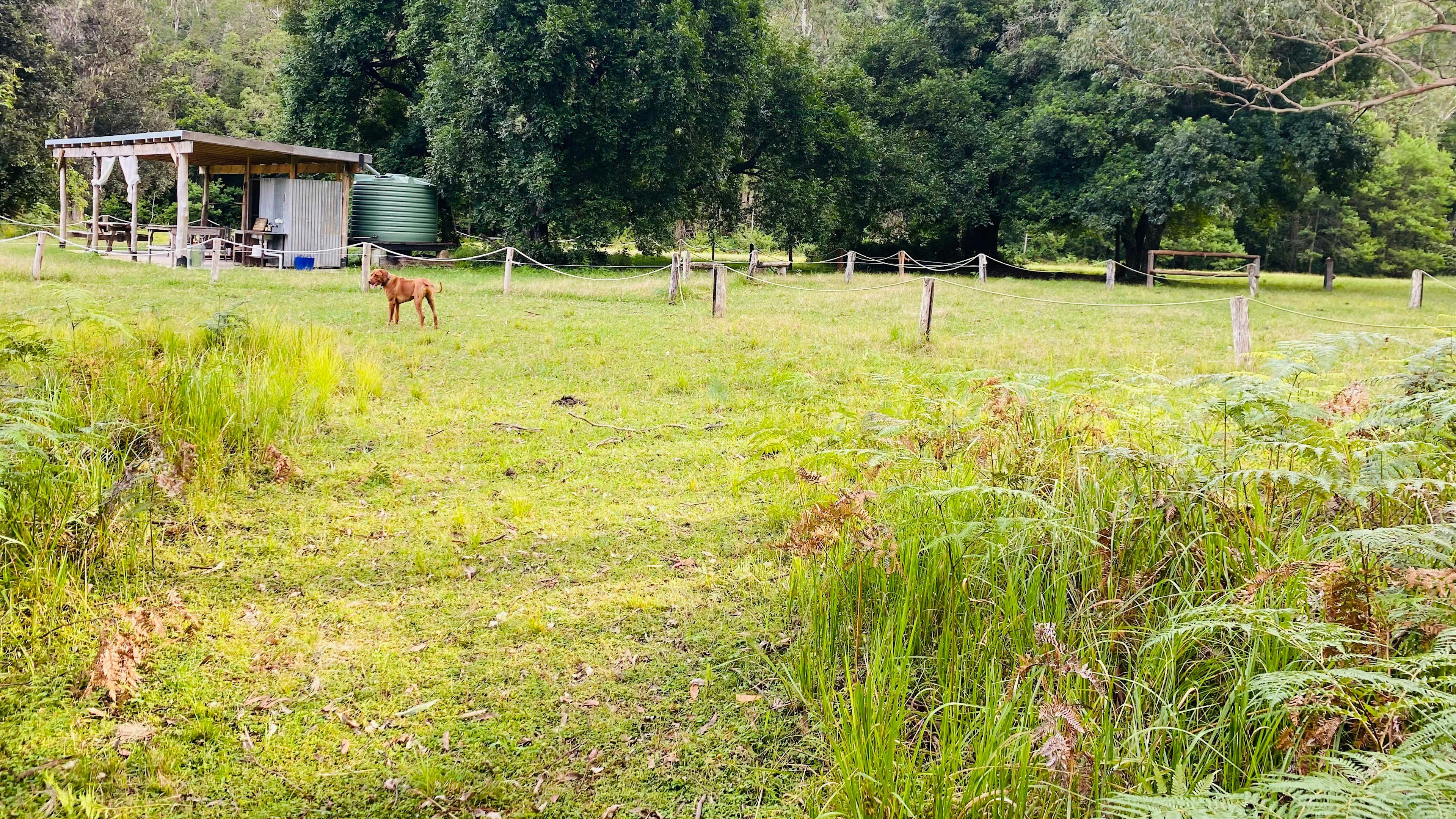 Mown path on the northern side of the site leading to the composting loo