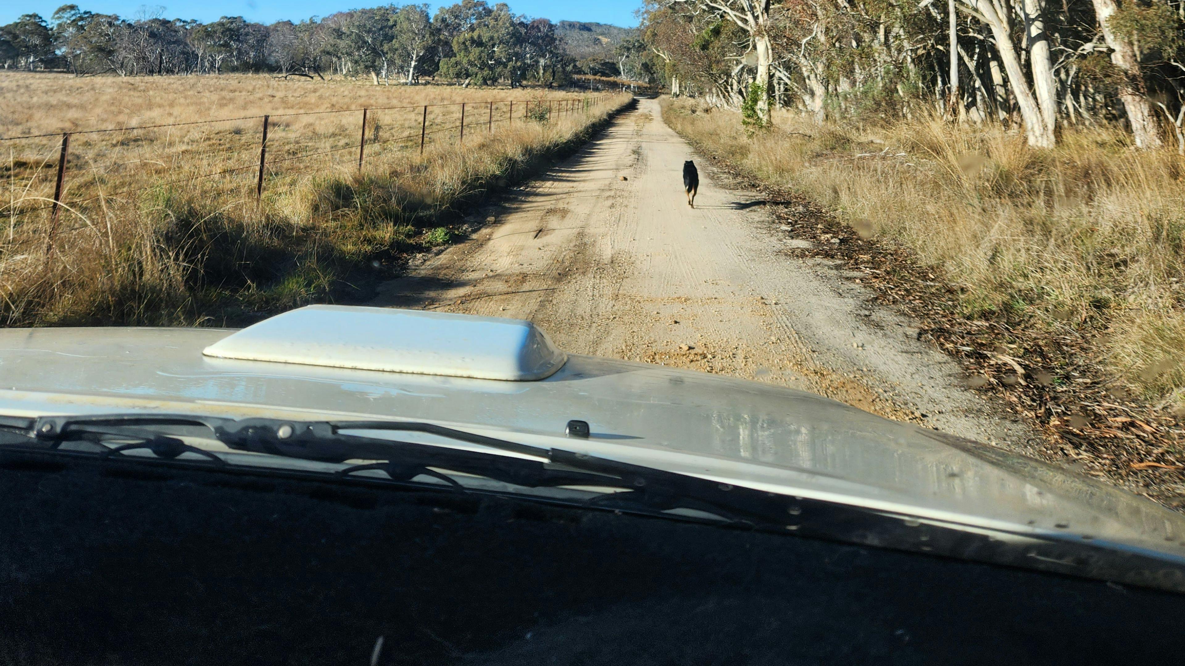 Wombat Flats