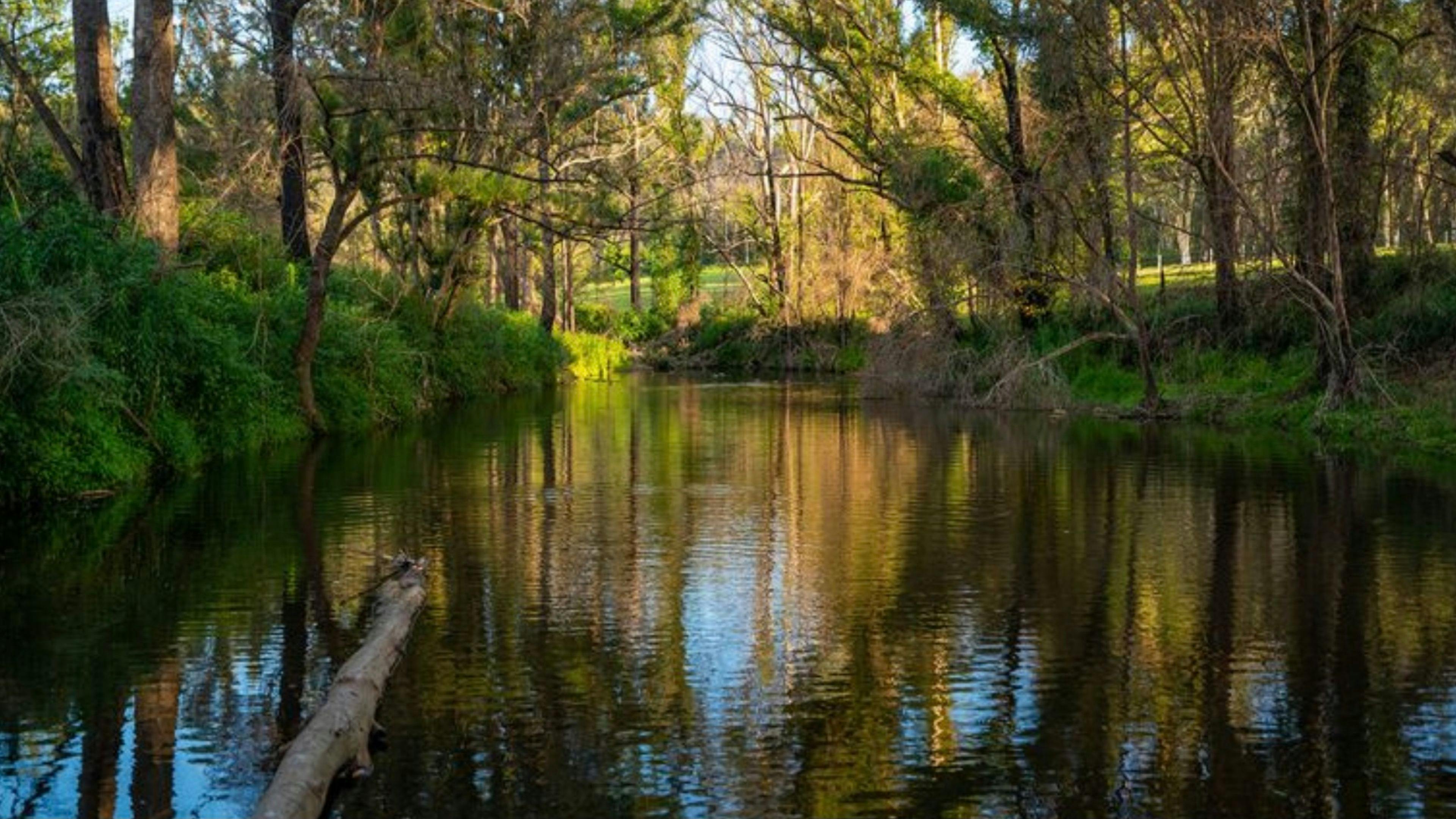 Wombat Hollow