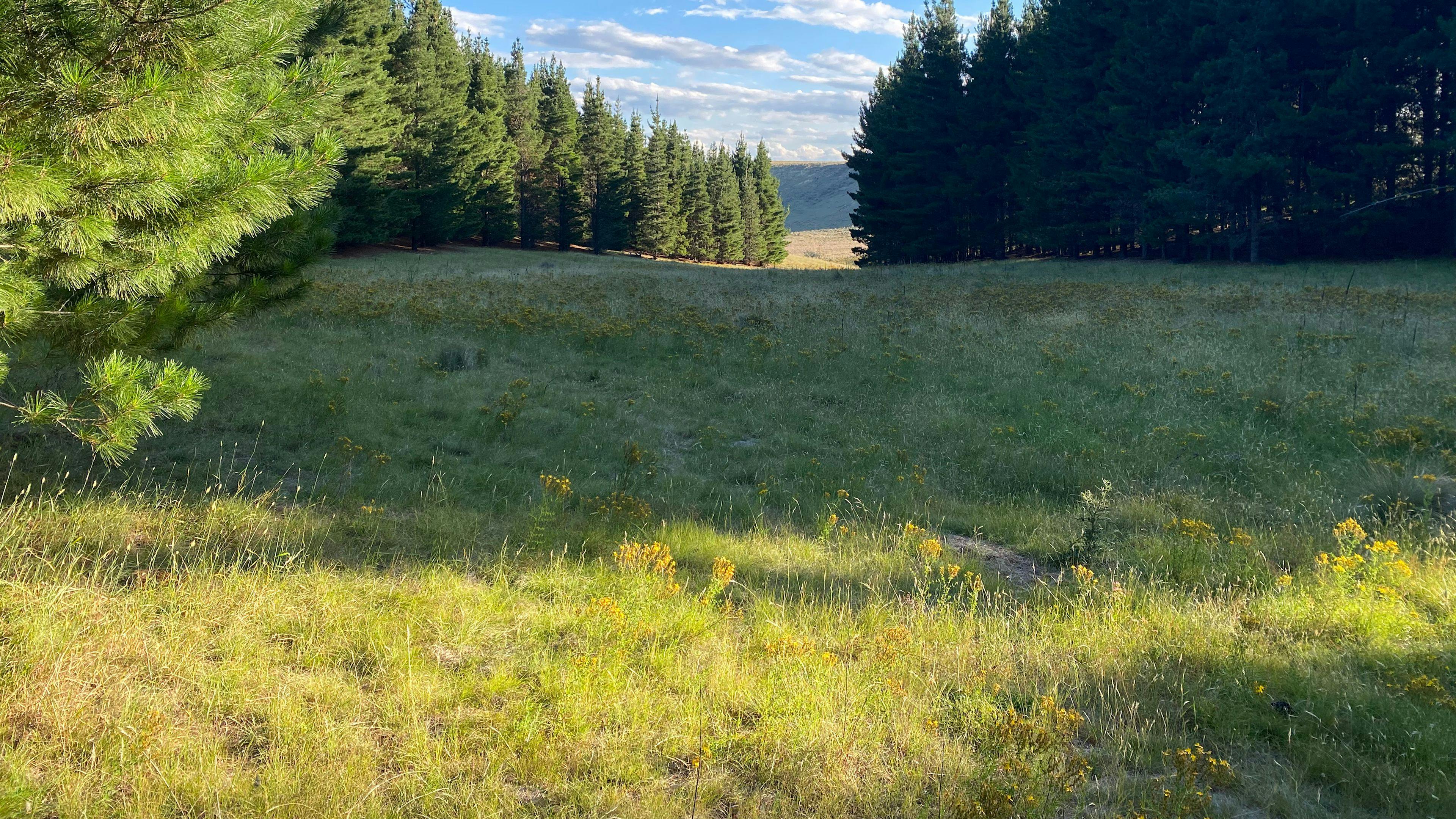 Wombat Pines - Private Camping