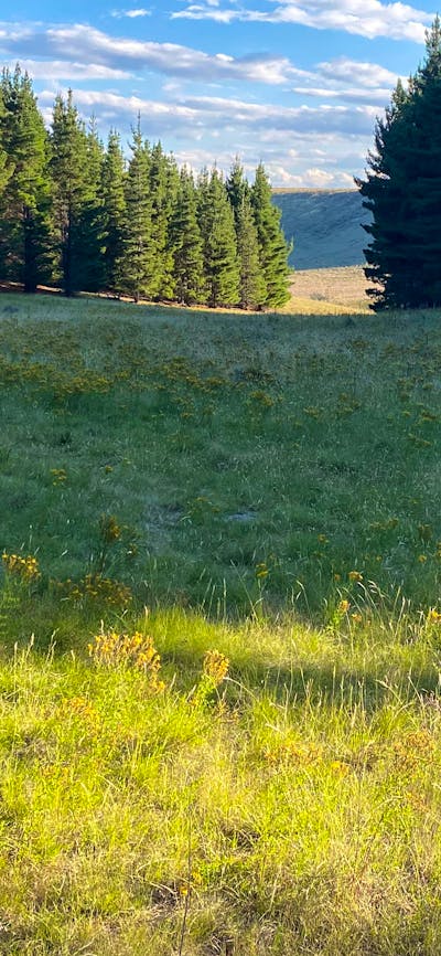 Wombat Pines - Private Camping