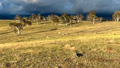 Wombat Pines - Private Camping