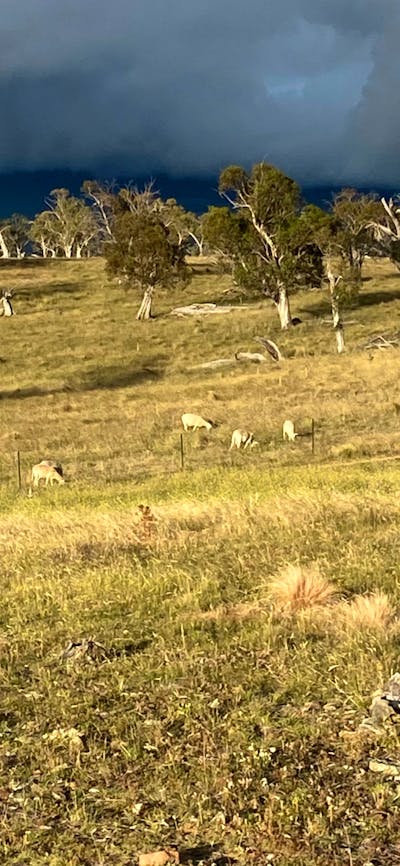Wombat Pines - Private Camping