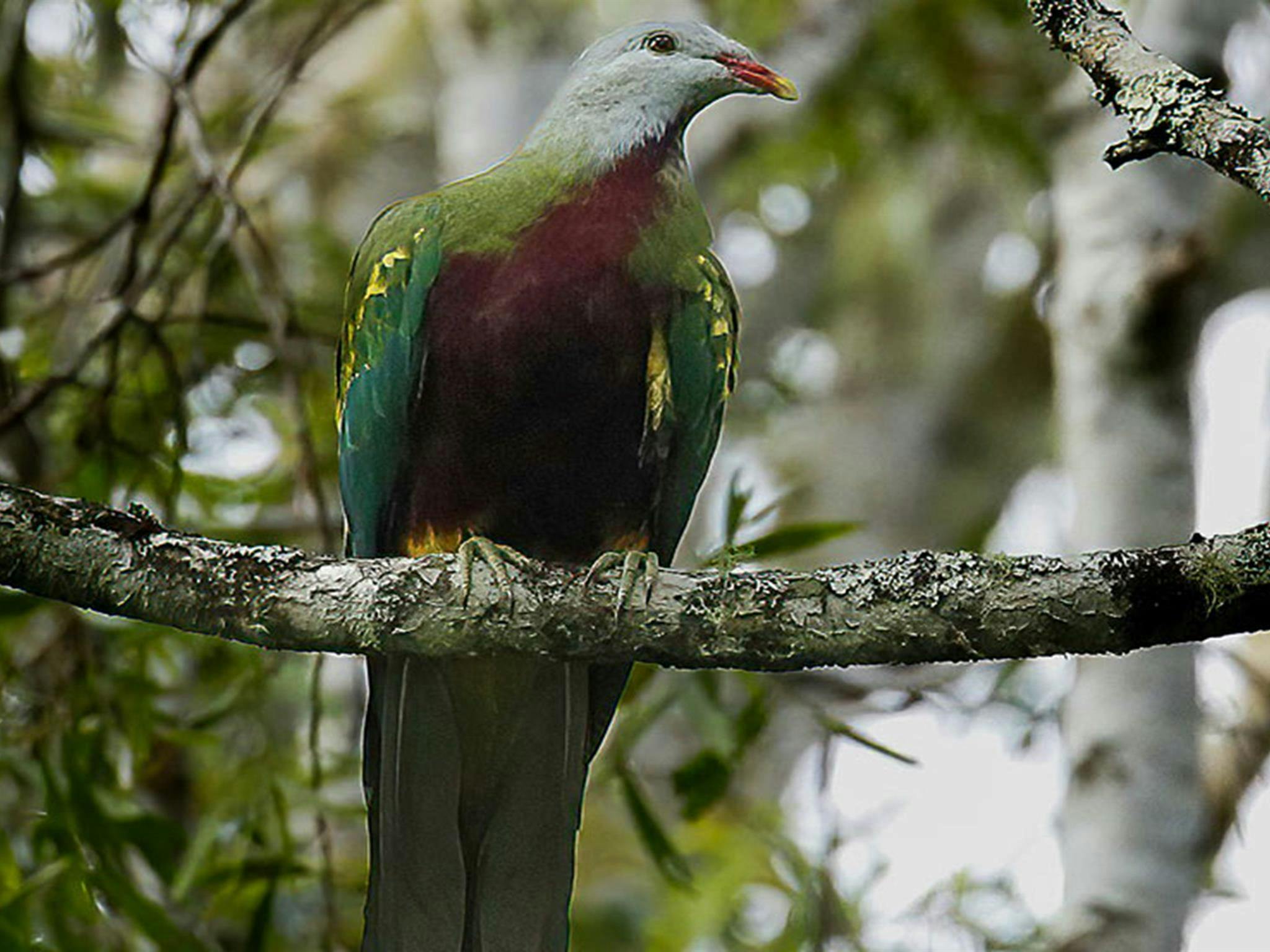 A wompoo-fruit dove perched on a red ash tree branch in rainforest on the NSW North Coast. Photo: