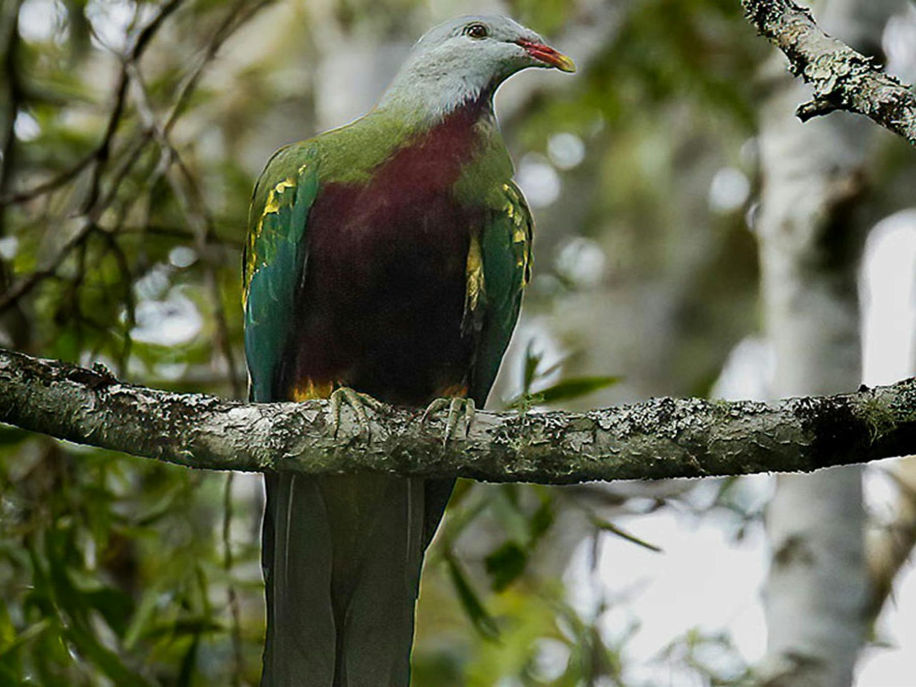 A wompoo-fruit dove perched on a red ash tree branch in rainforest on the NSW North Coast. Photo: