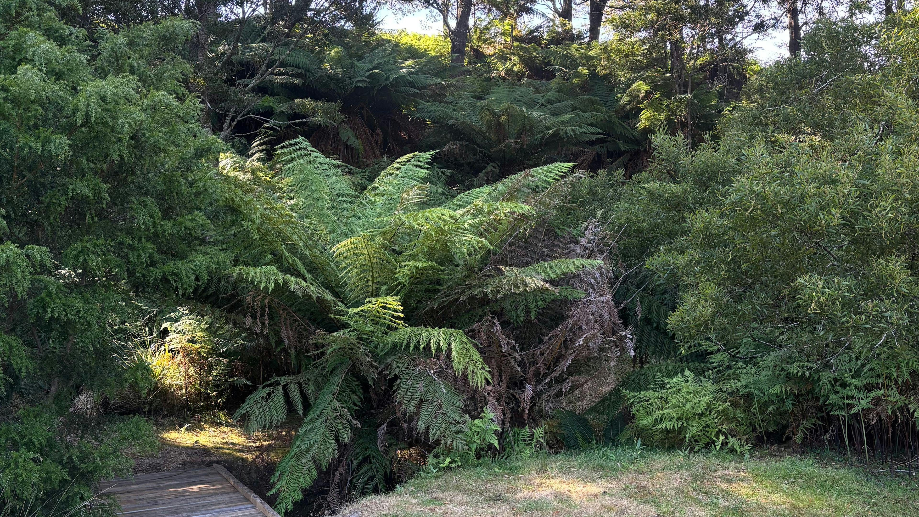 Cross the creek and explore amongst the beautiful Blackwood trees and Manferns. 