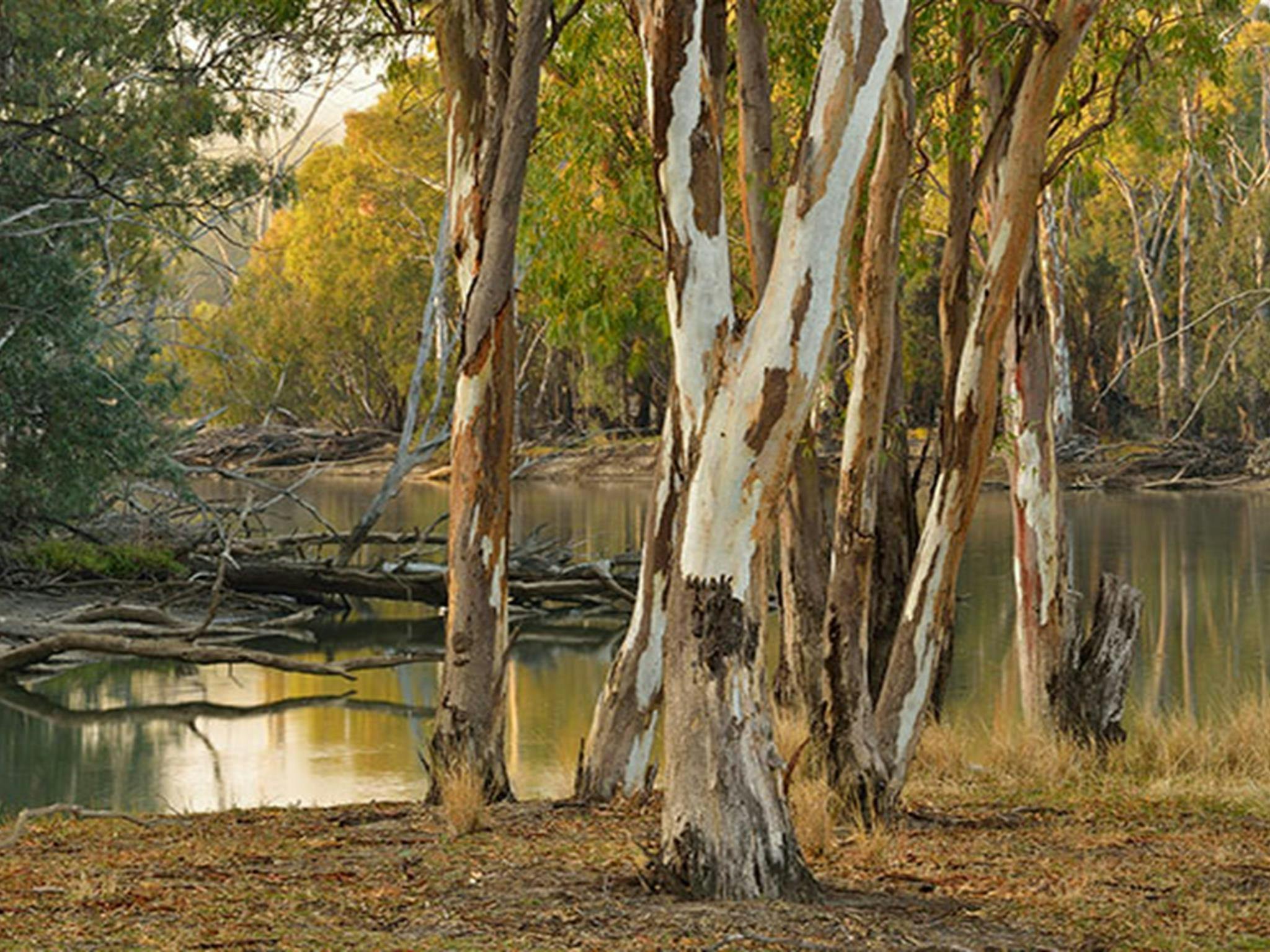 Eukalyptusbäume entlang des Murrumbidgee River auf dem Campingplatz Wooloondool im Murrumbidgee Valley