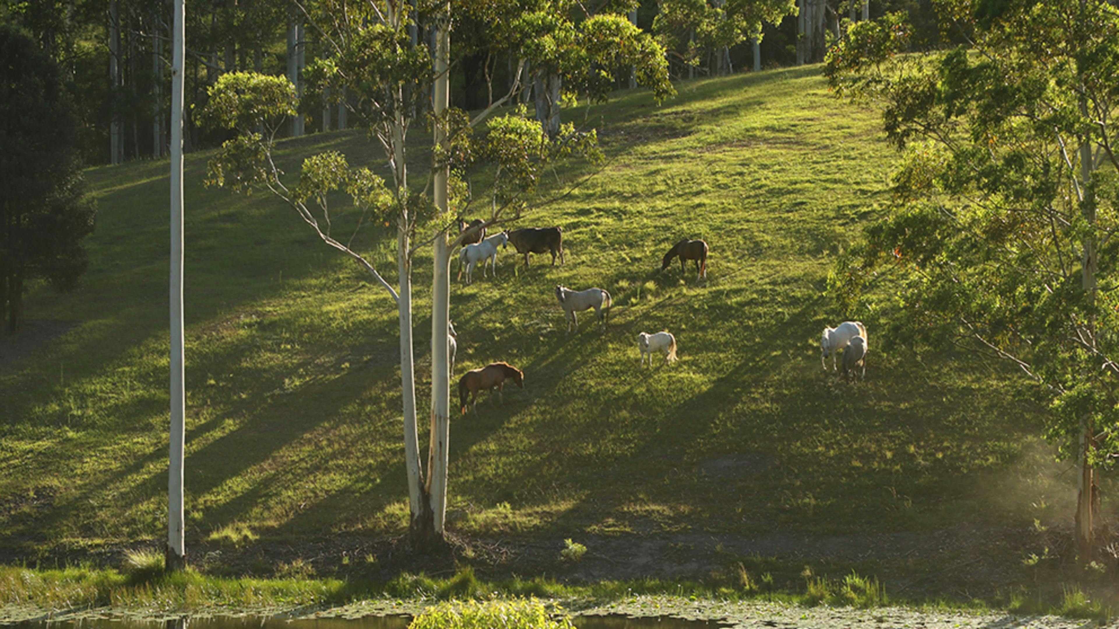 Crabbet herd at dam