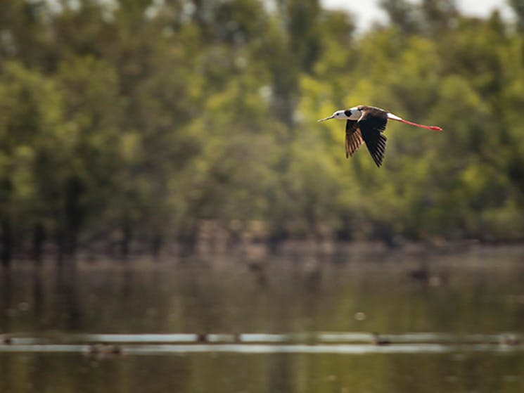 A black winged stilt bird flies above the Murray River, Murray Valley National Park. Photo: John