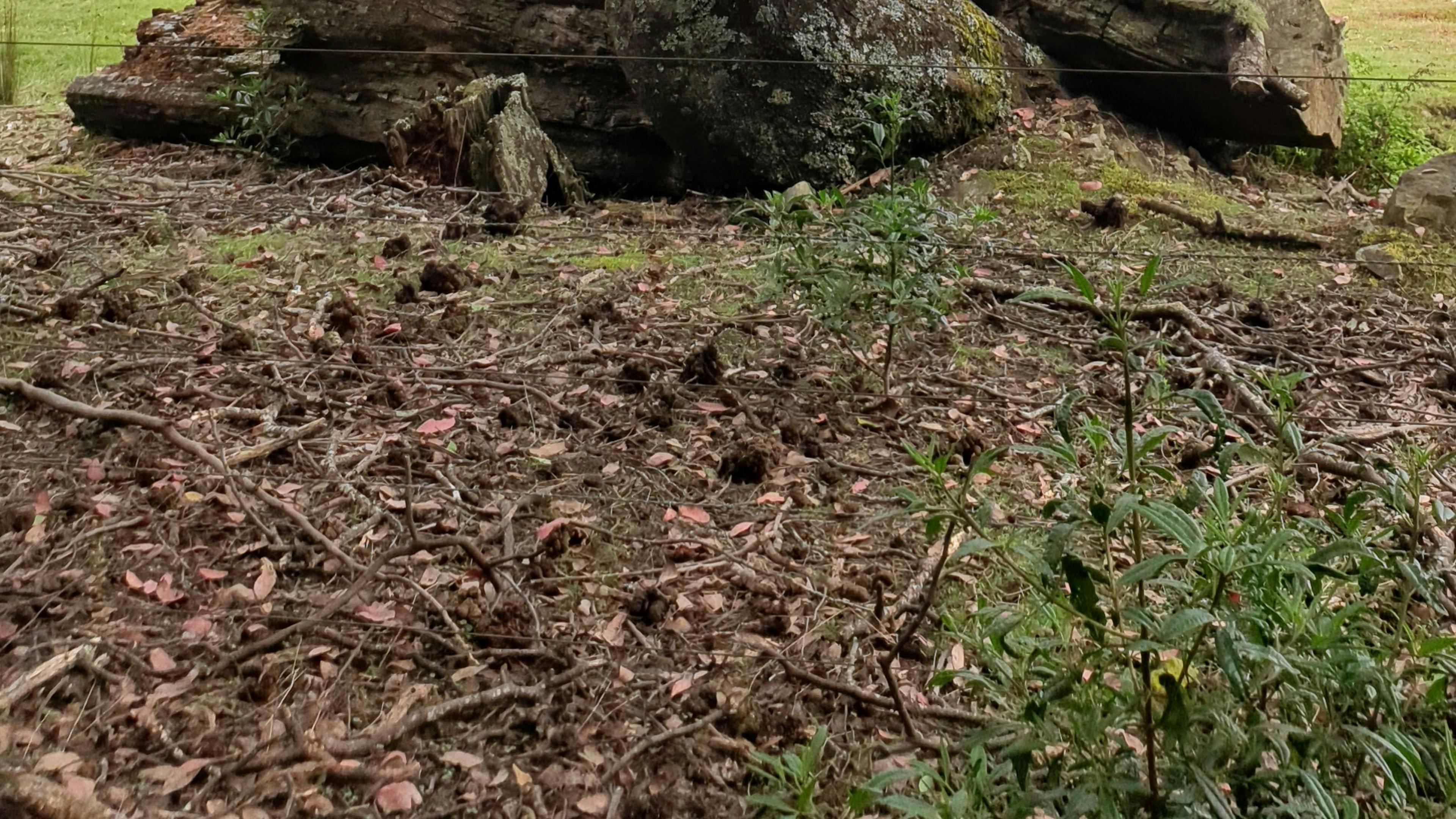 World Heritage Forest Monastery campsite