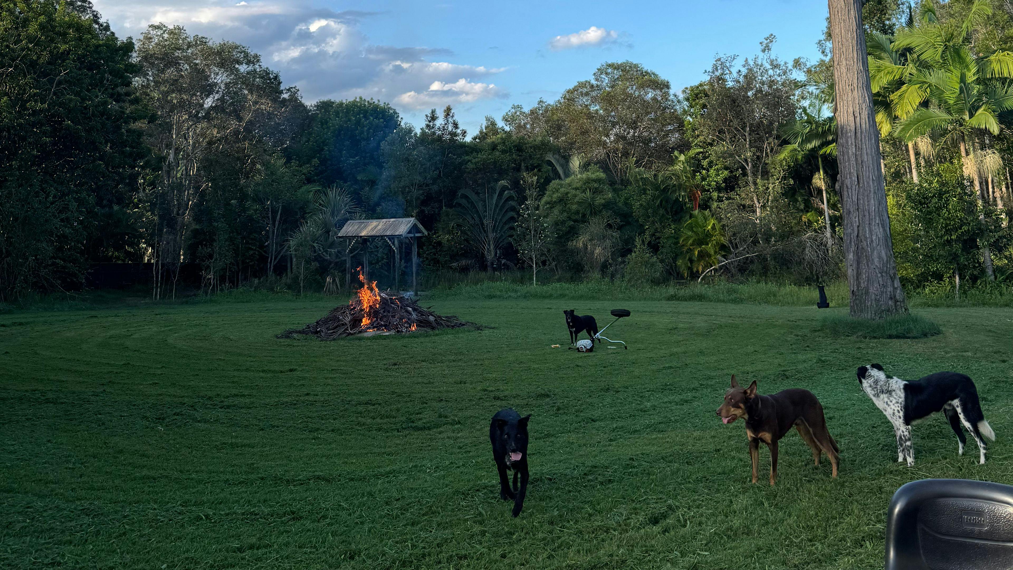 Semi-Rural Tropical Dog Oasis