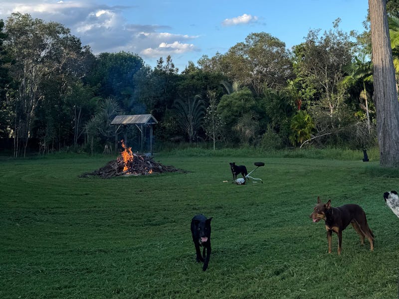 Semi-Rural Tropical Dog Oasis