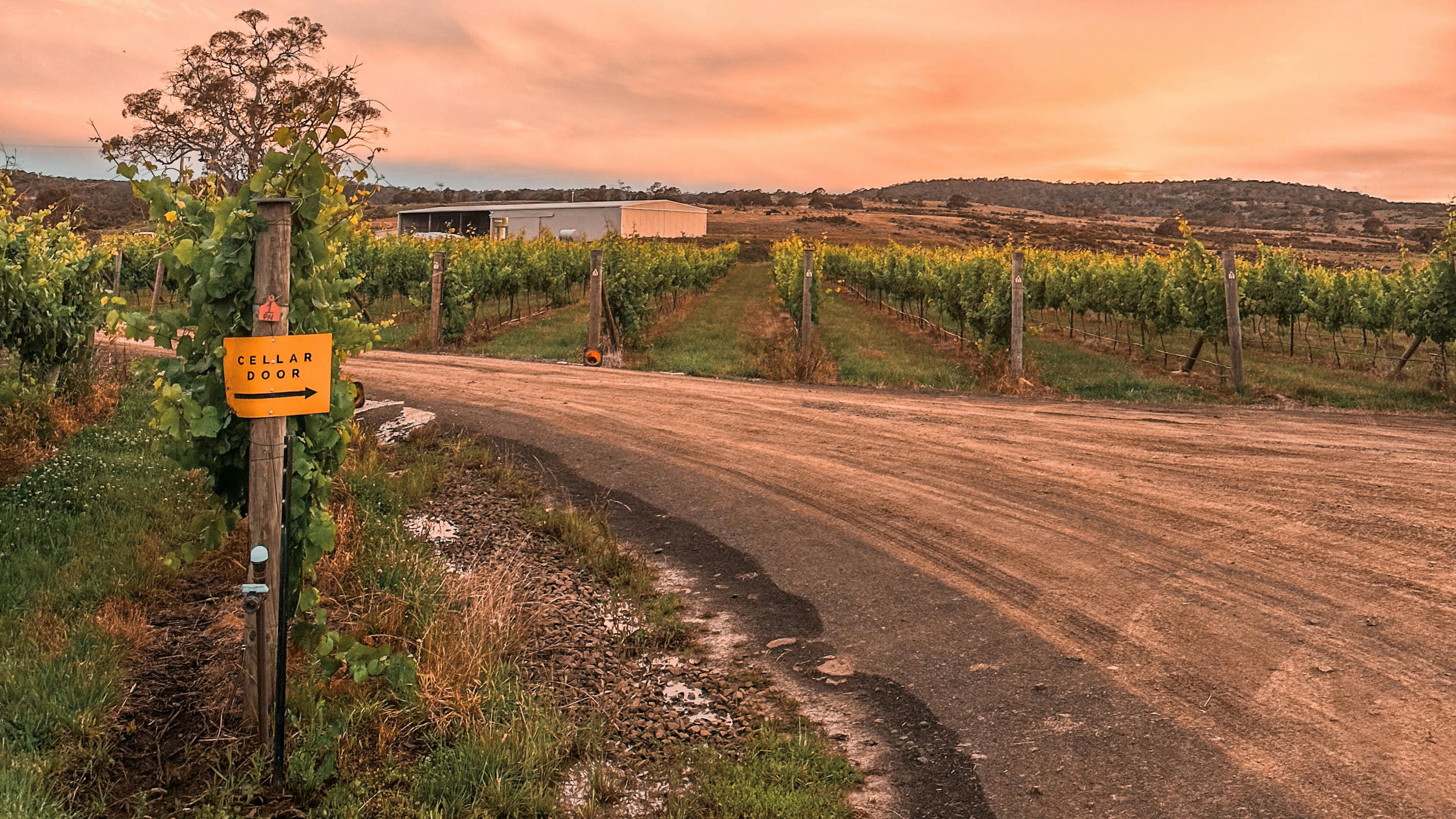 Craigie Knowe Vineyard