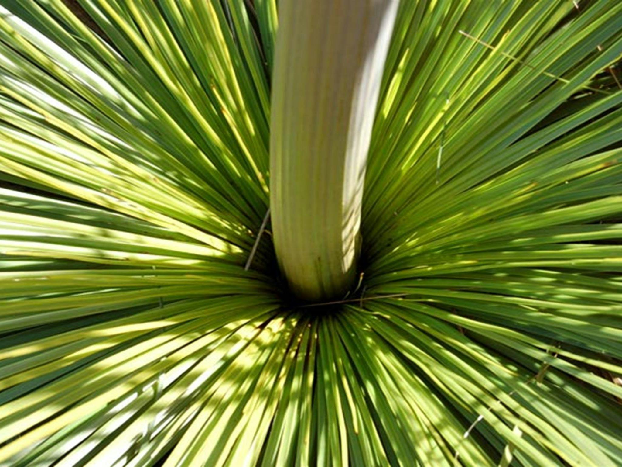 Xanthorea. Photo: NSW Government