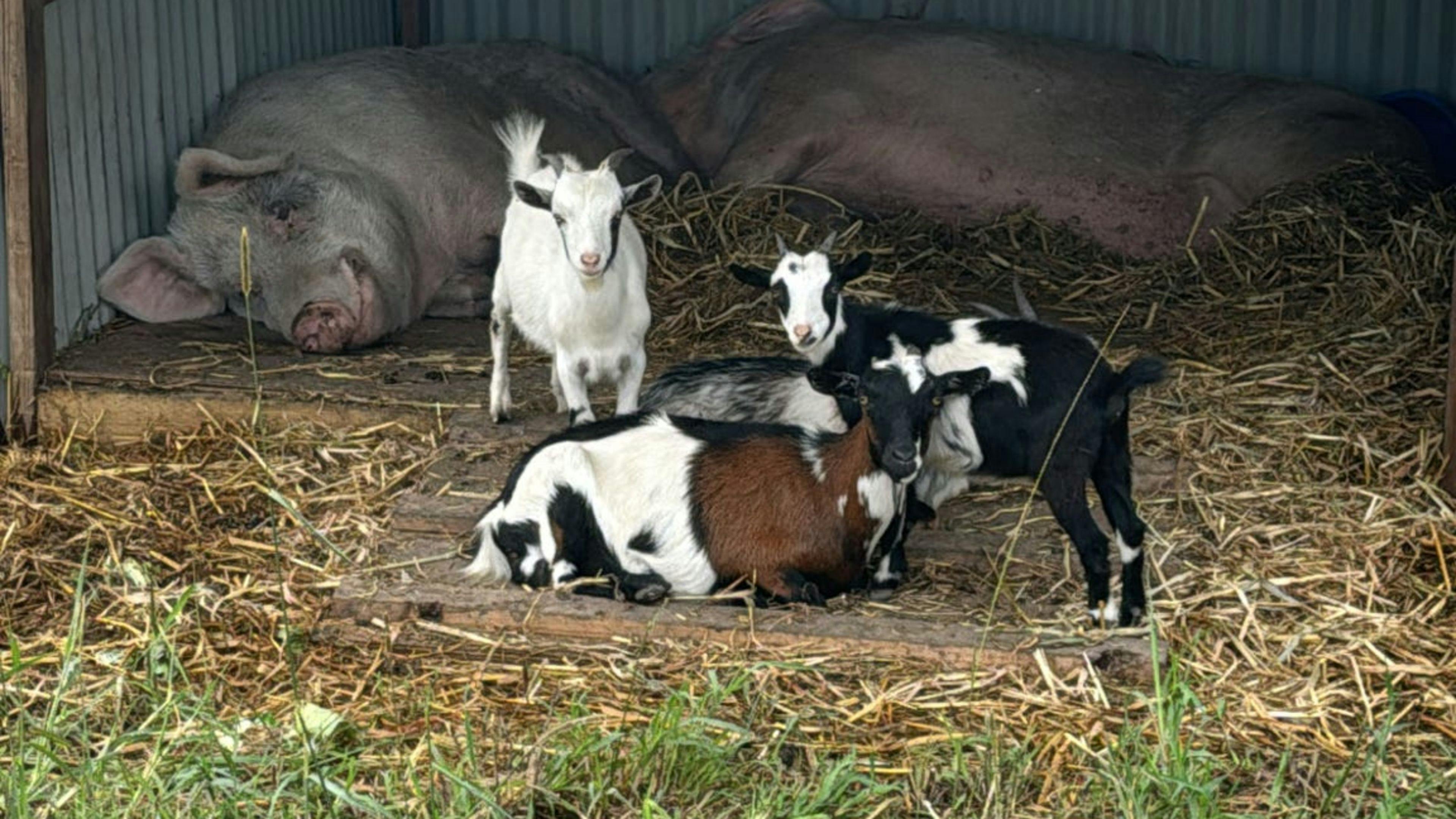 Luckystars Sanctuary