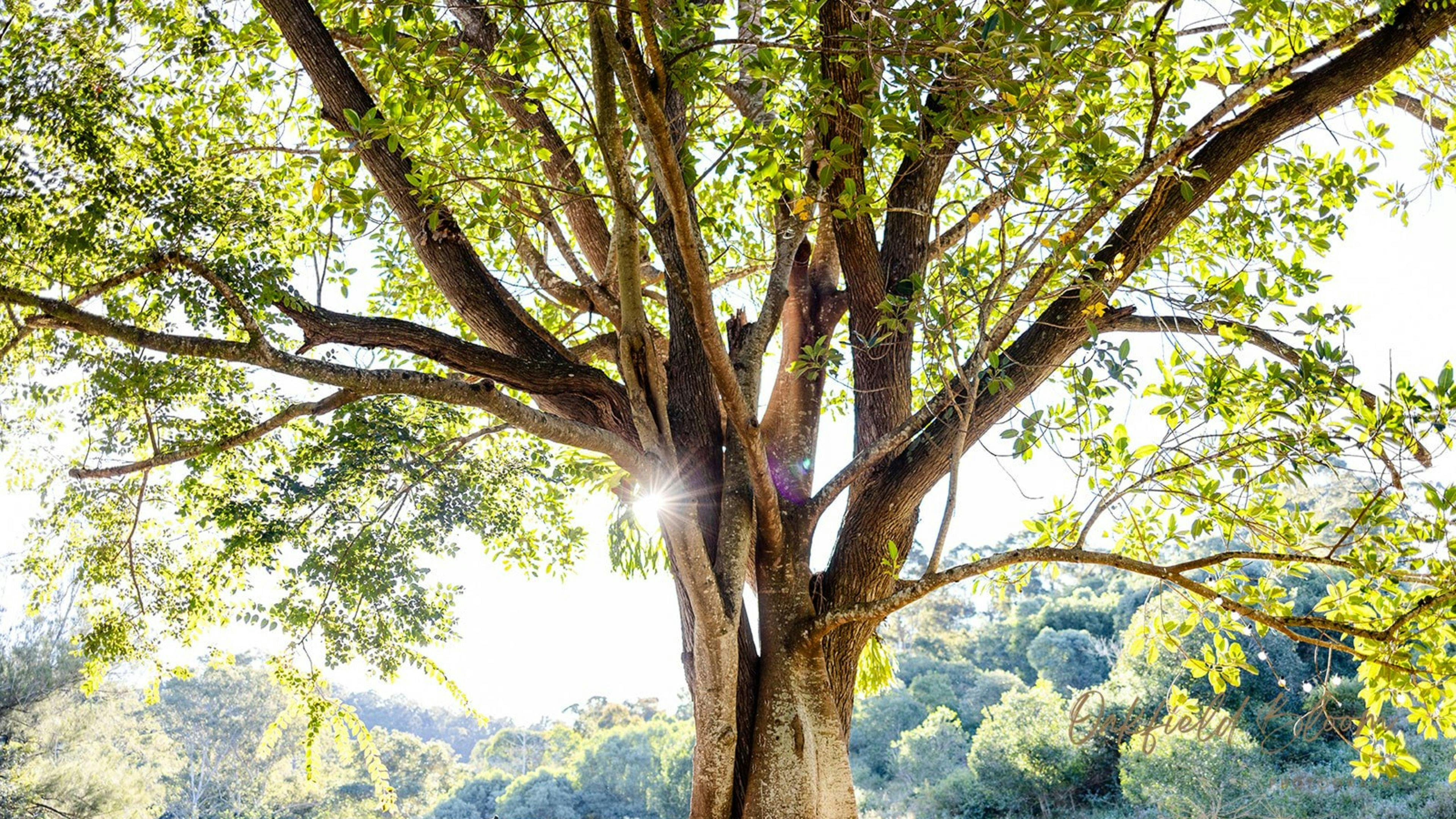 GreyGum At Beattie Creek