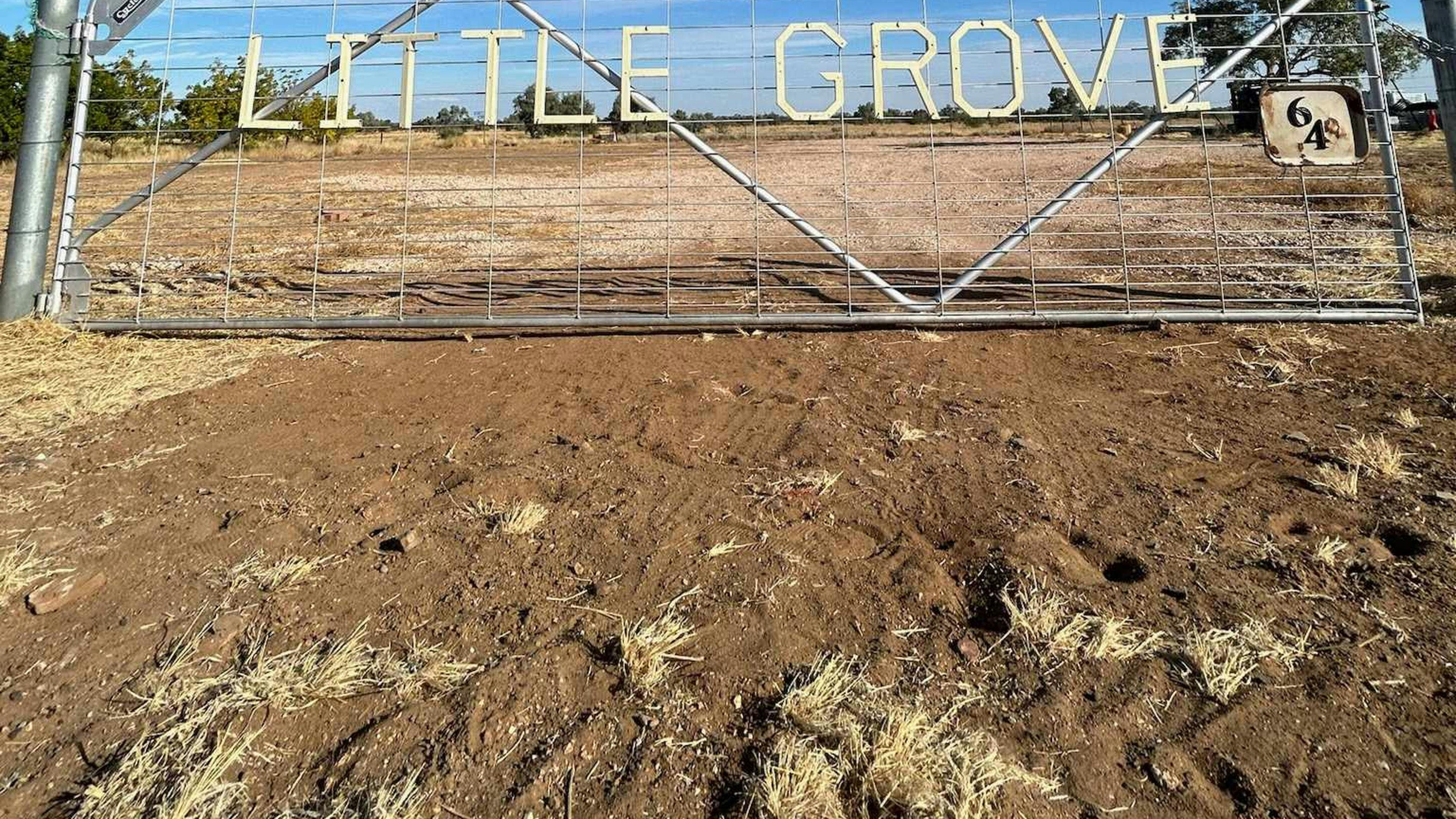 Little Grove