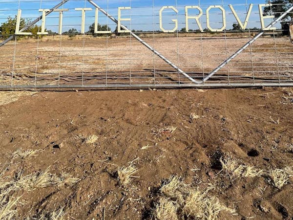 Little Grove