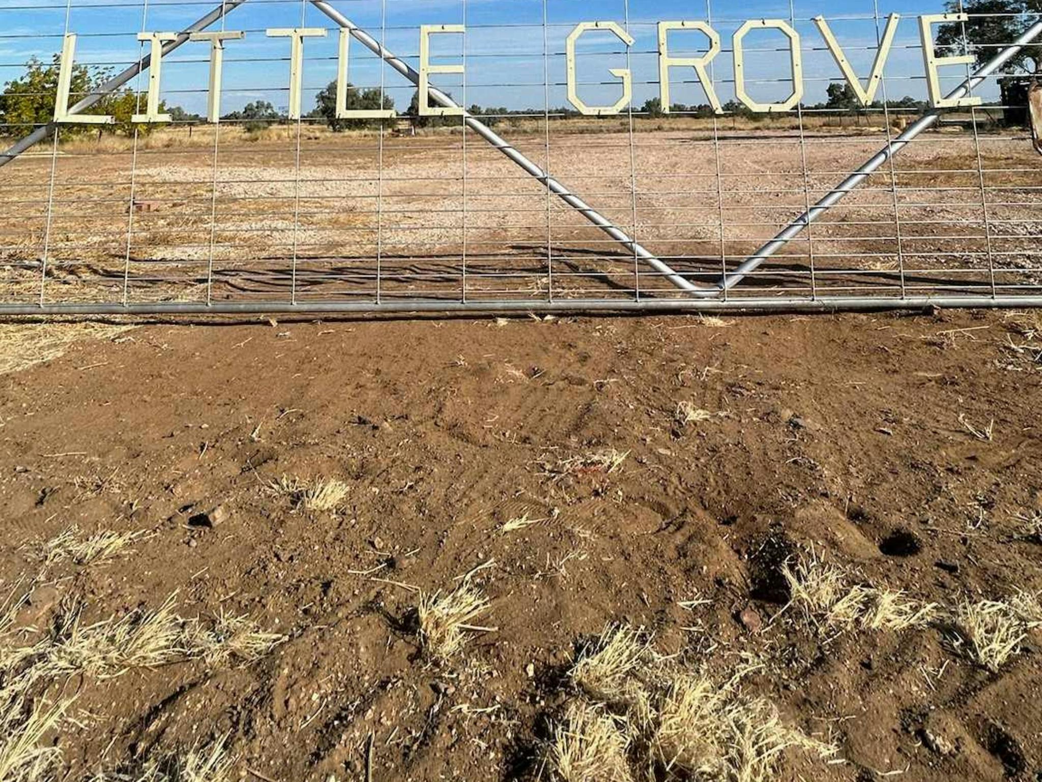 Little Grove Little Grove