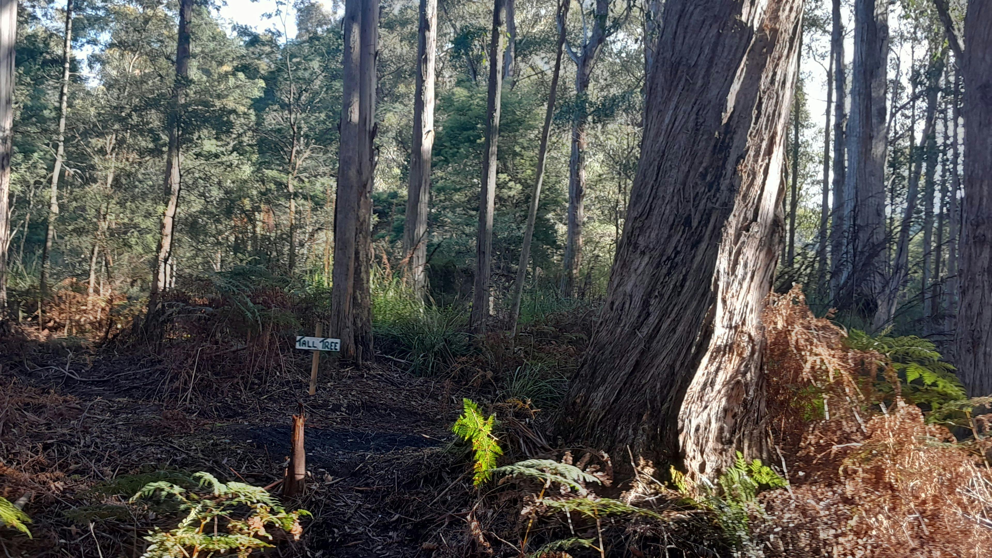 That is not the tall tree. But it is a tall tree. You will see.