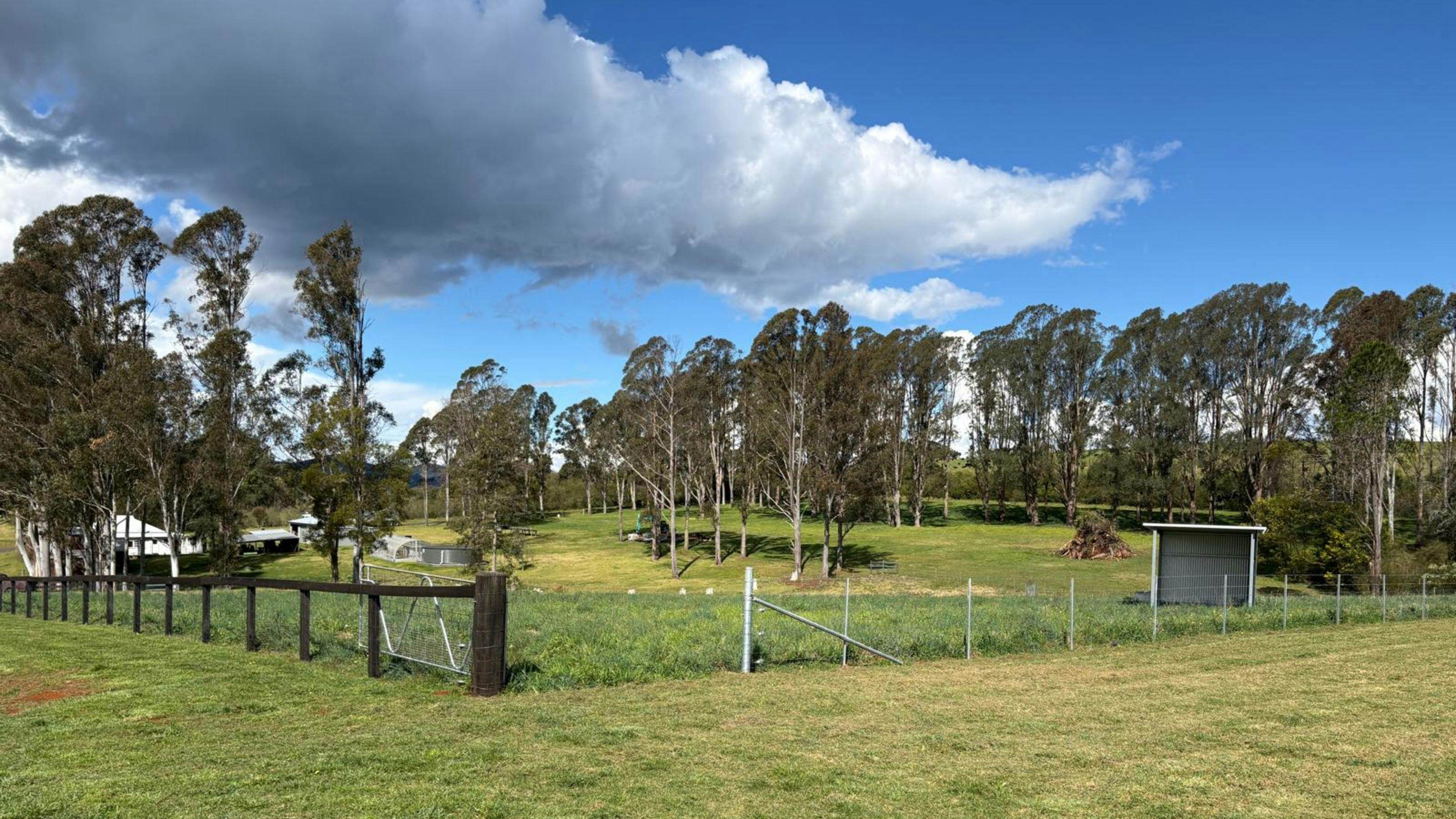 Dorrigo Dreaming