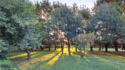 THE MEADOW