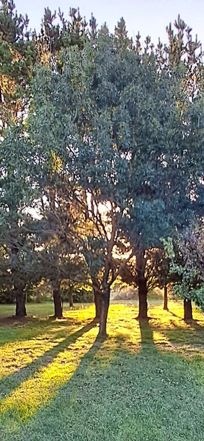 THE MEADOW