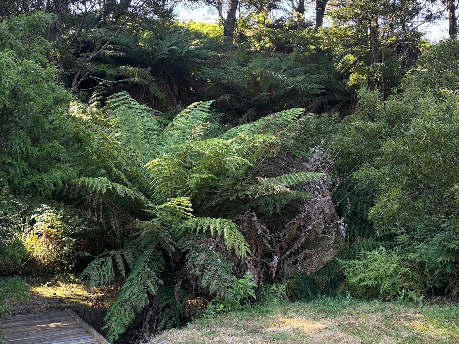 Cross the creek and explore amongst the beautiful Blackwood trees and Manferns.