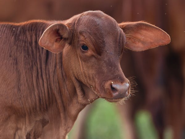 Daisy the calf