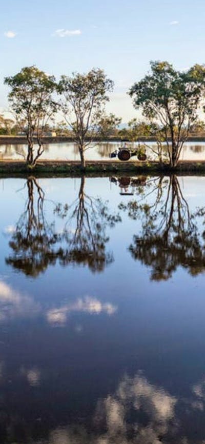 A Little Bit of Purple Farm