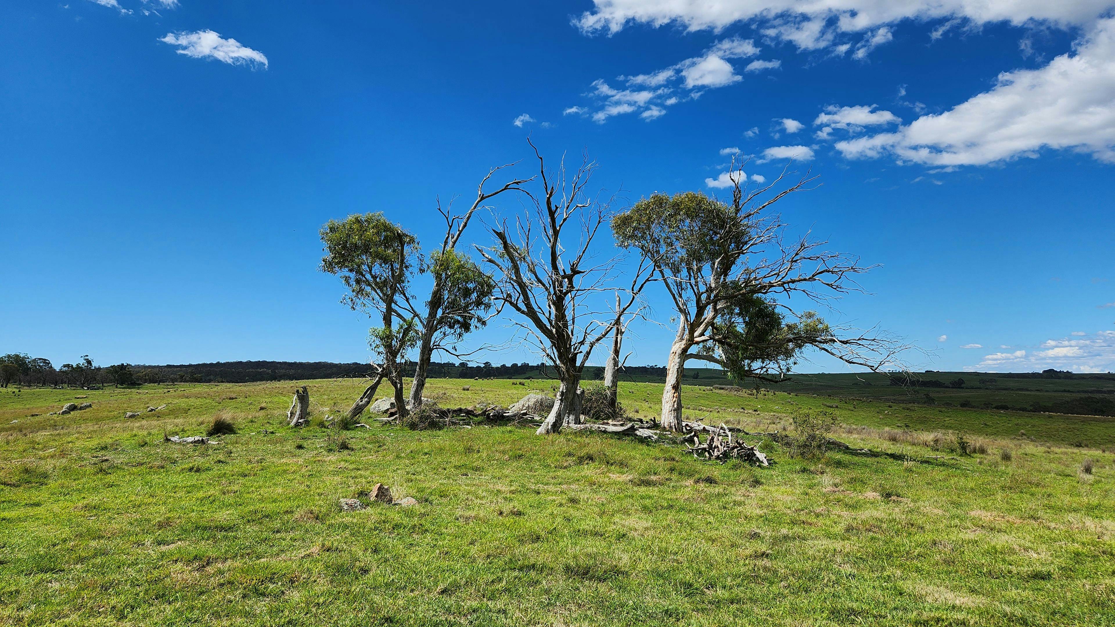 스프링 크릭 밸리 농장