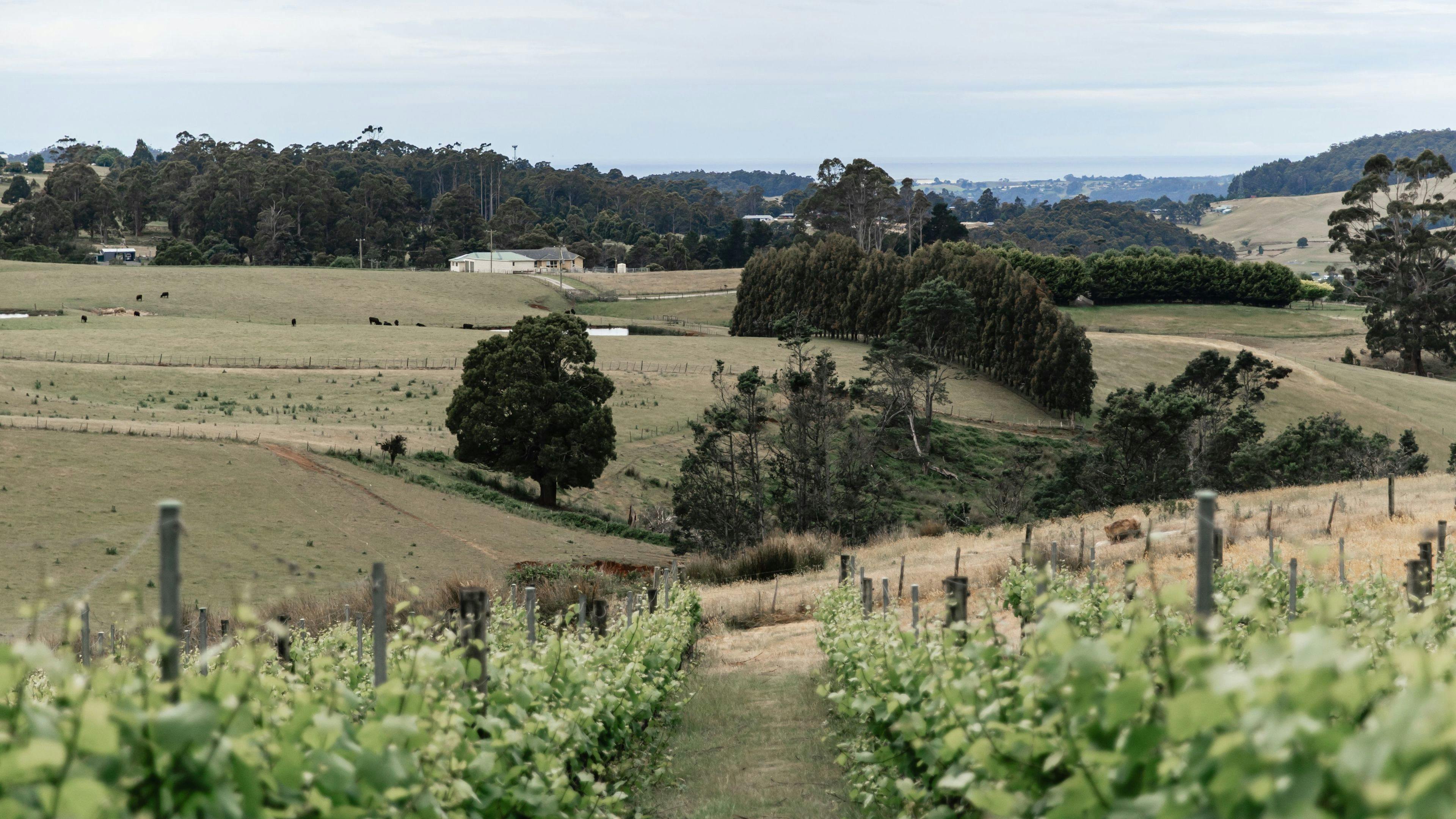 House of Hargrave Vineyard
