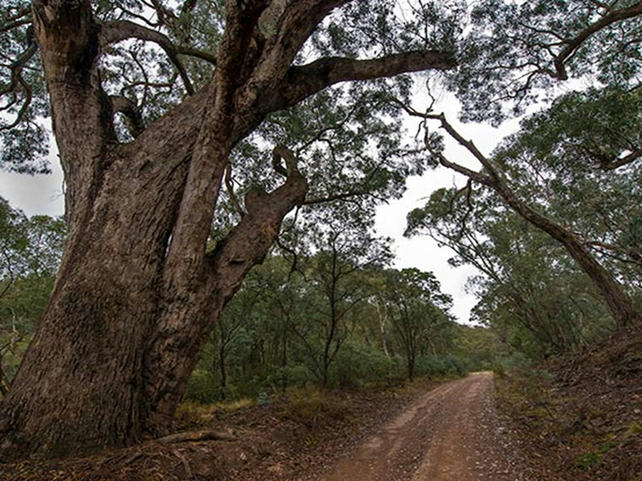 Yanununbeyan State Conservation Area. Foto: John Spencer/Regierung von New South Wales