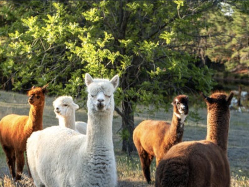 Image for Yass Farm Stay