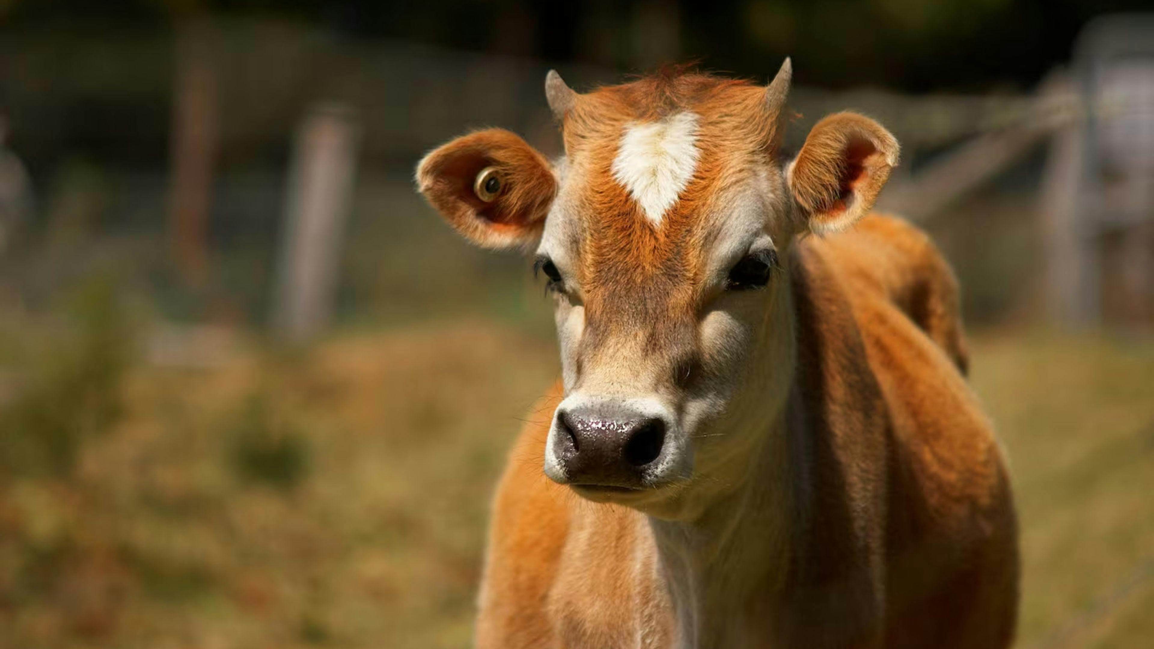 Elvenhome Eco Farmstay Tasmania