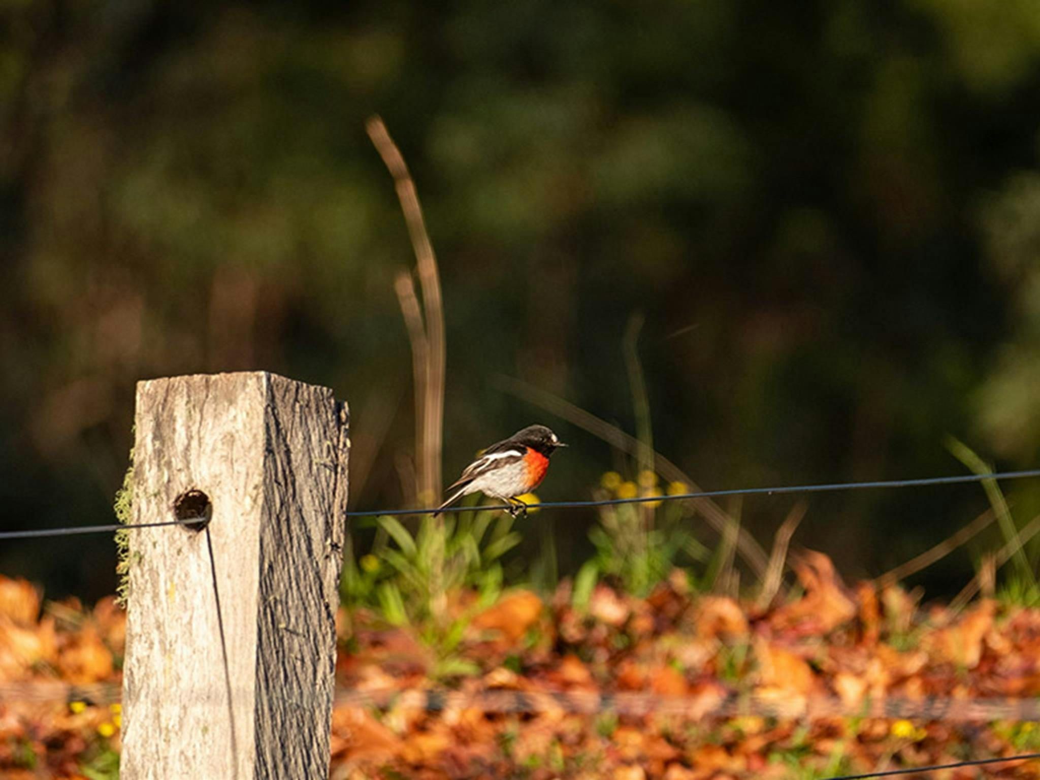 A scarlet robin on the fence at Big Yango House in Yengo National Park. Credit: Allan Chawner &copy;