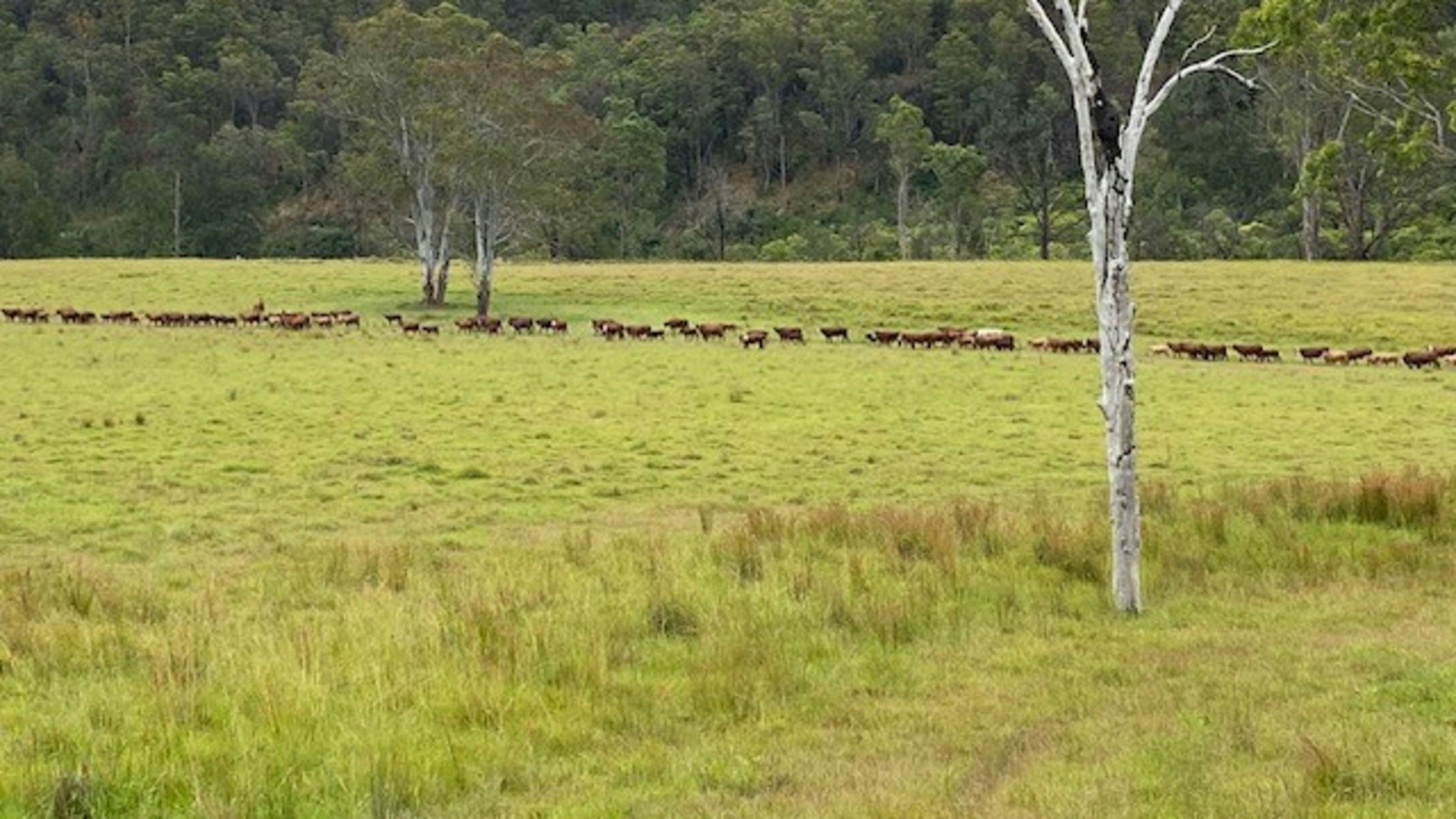 Yeoman Cottage on Nymboida River