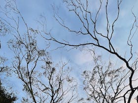 Red Gum Park