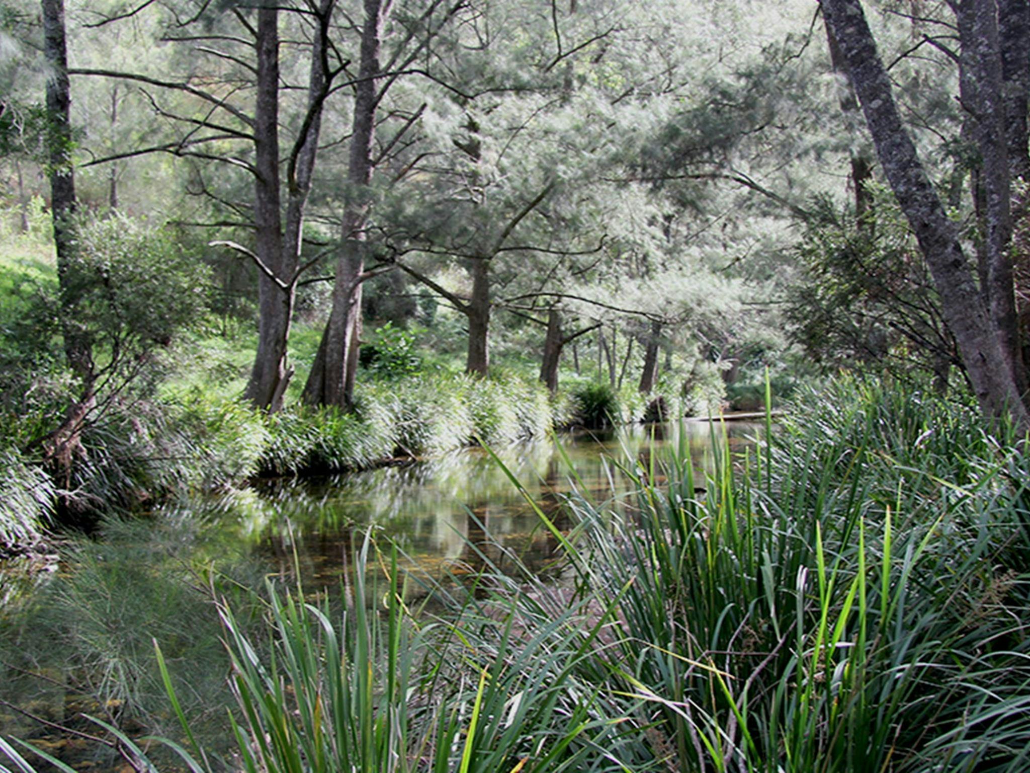 The peaceful, shallow creek beside Youdales campground is shady and protected. Credit: Natasha Webb