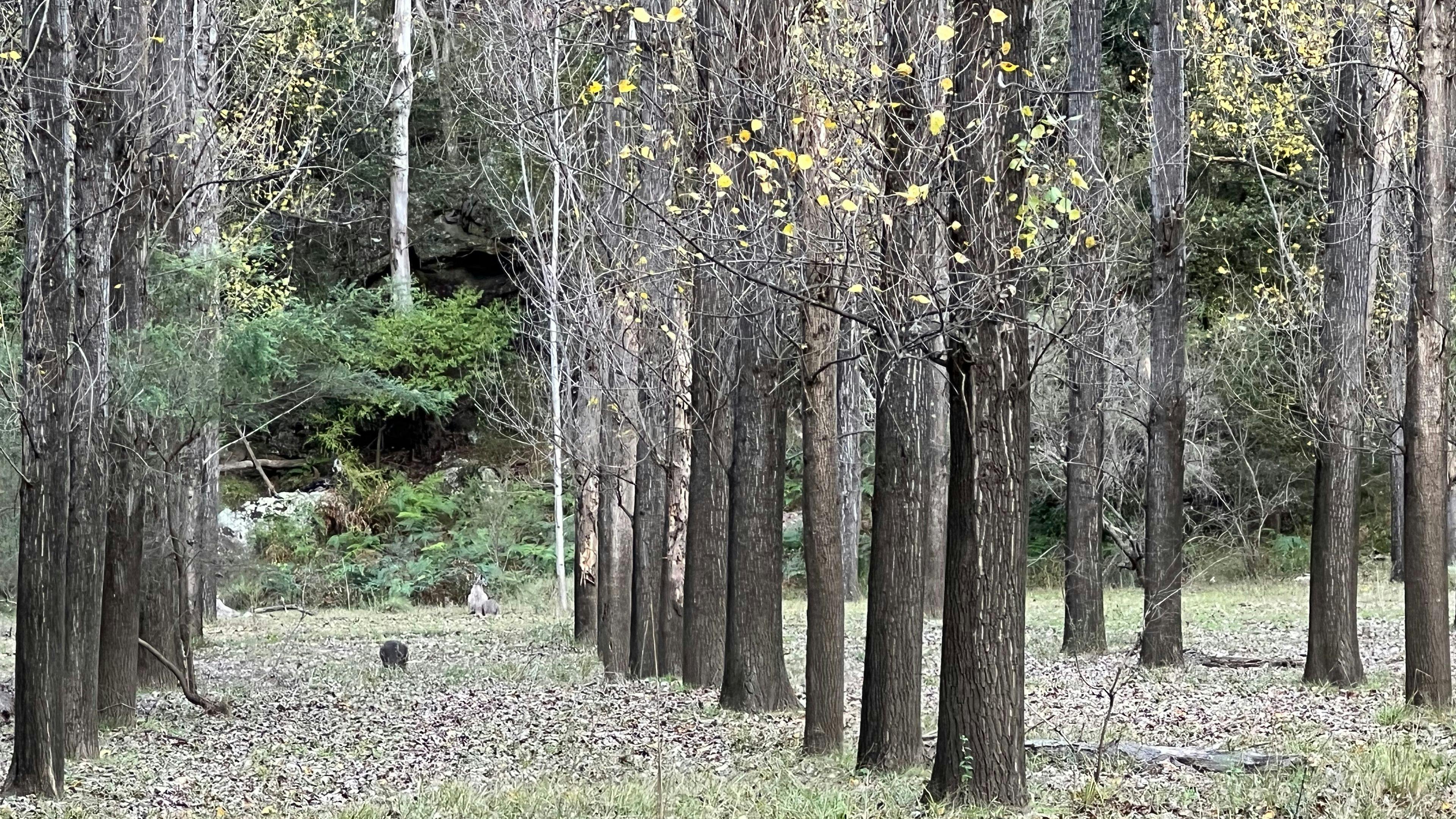 로즈몬트 에스테이트의 포플러