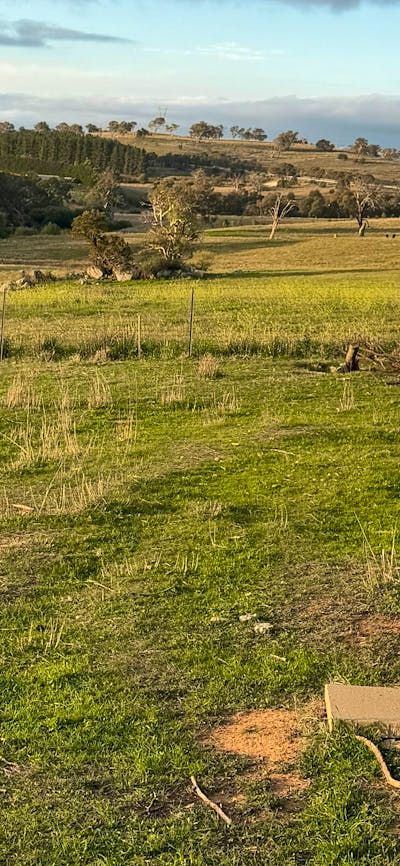 Corella Farm
