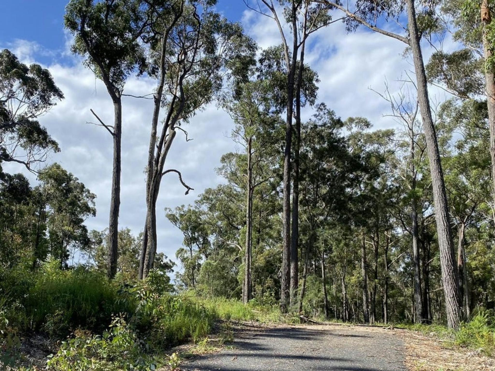 Silvertop Ash Bush Block | NSW Holidays & Accommodation, Things to Do ...