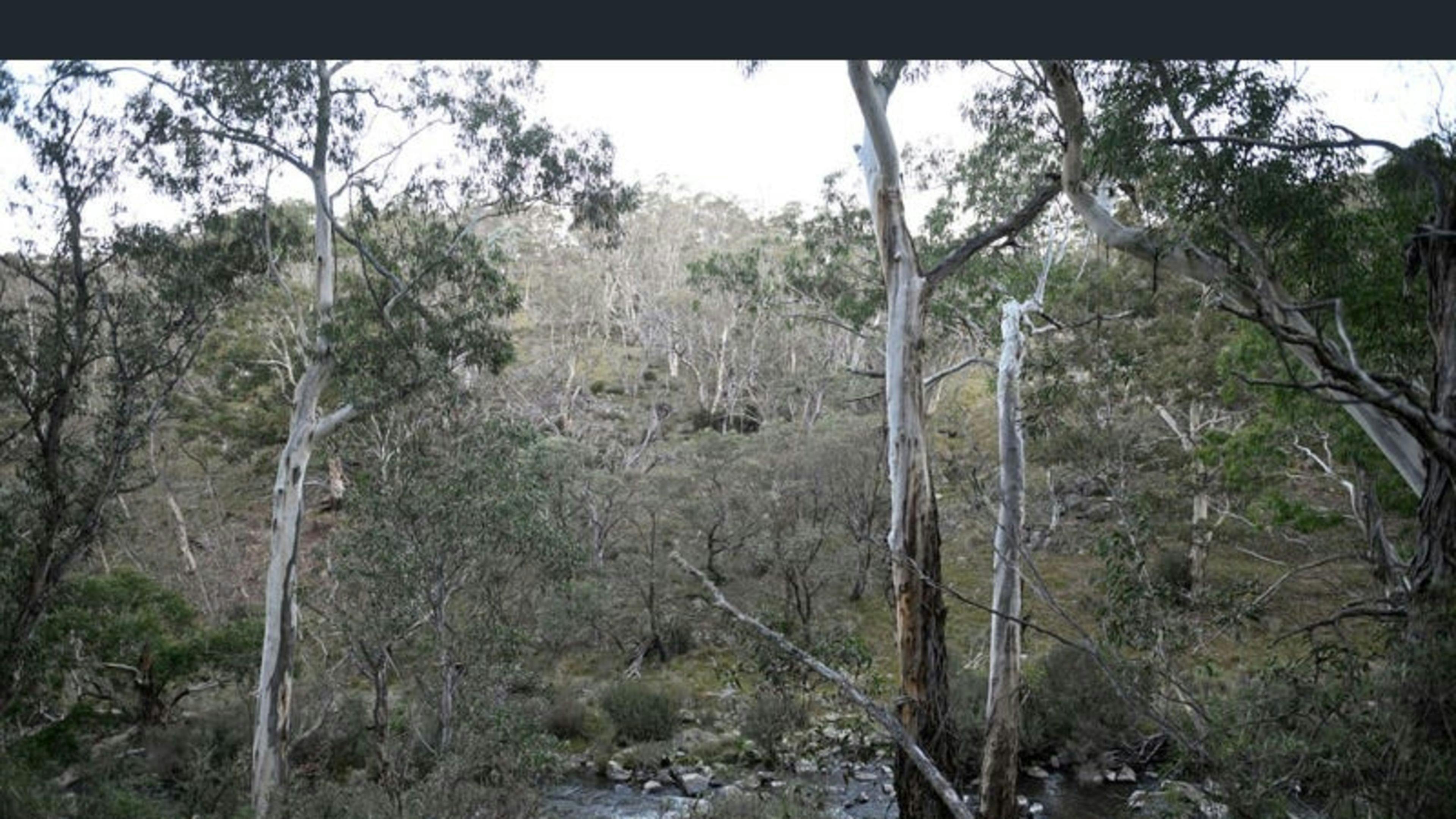 アルパインブッシュランドキャンプ