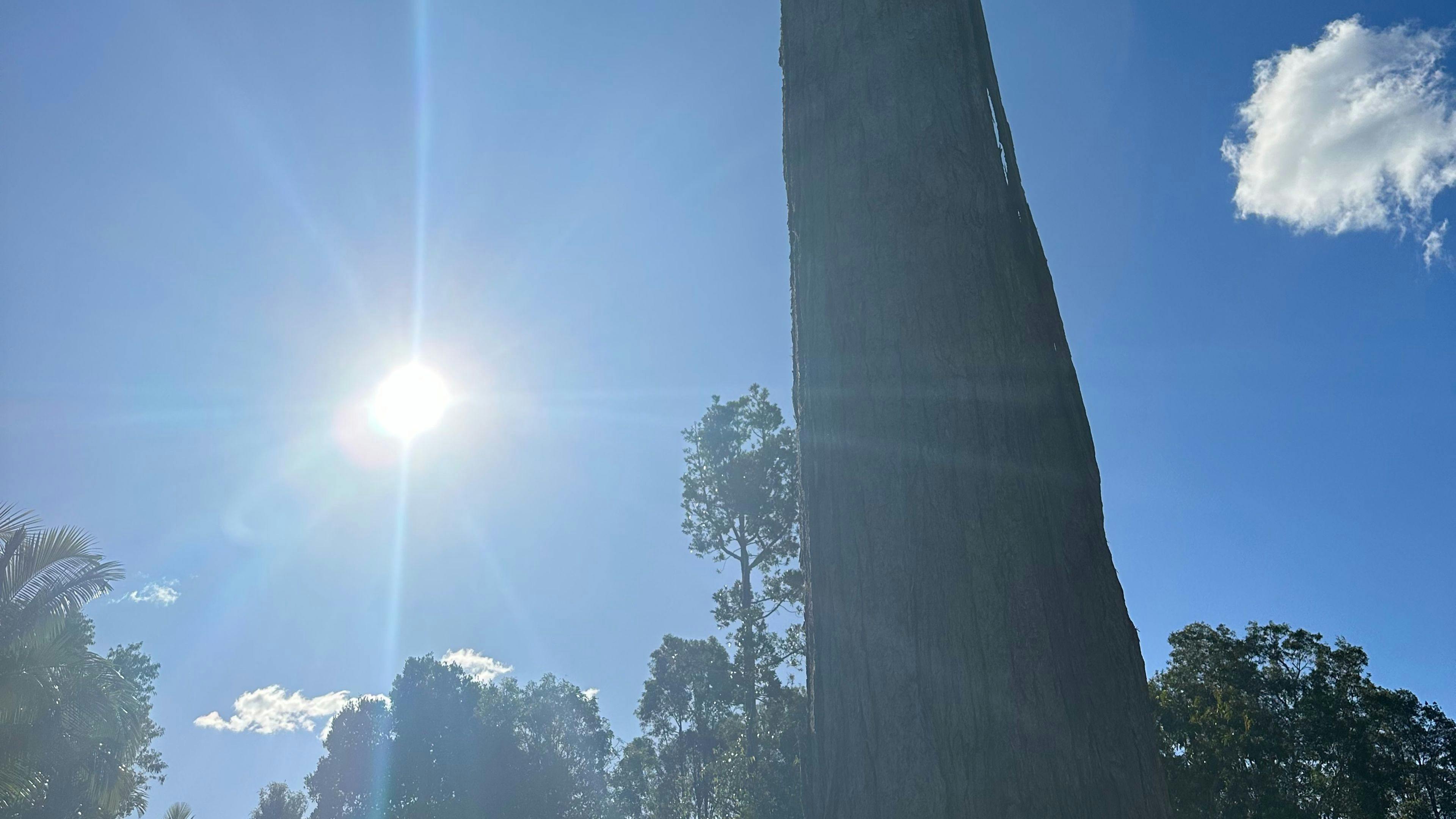 Semi-Rural Tropical Dog Oasis