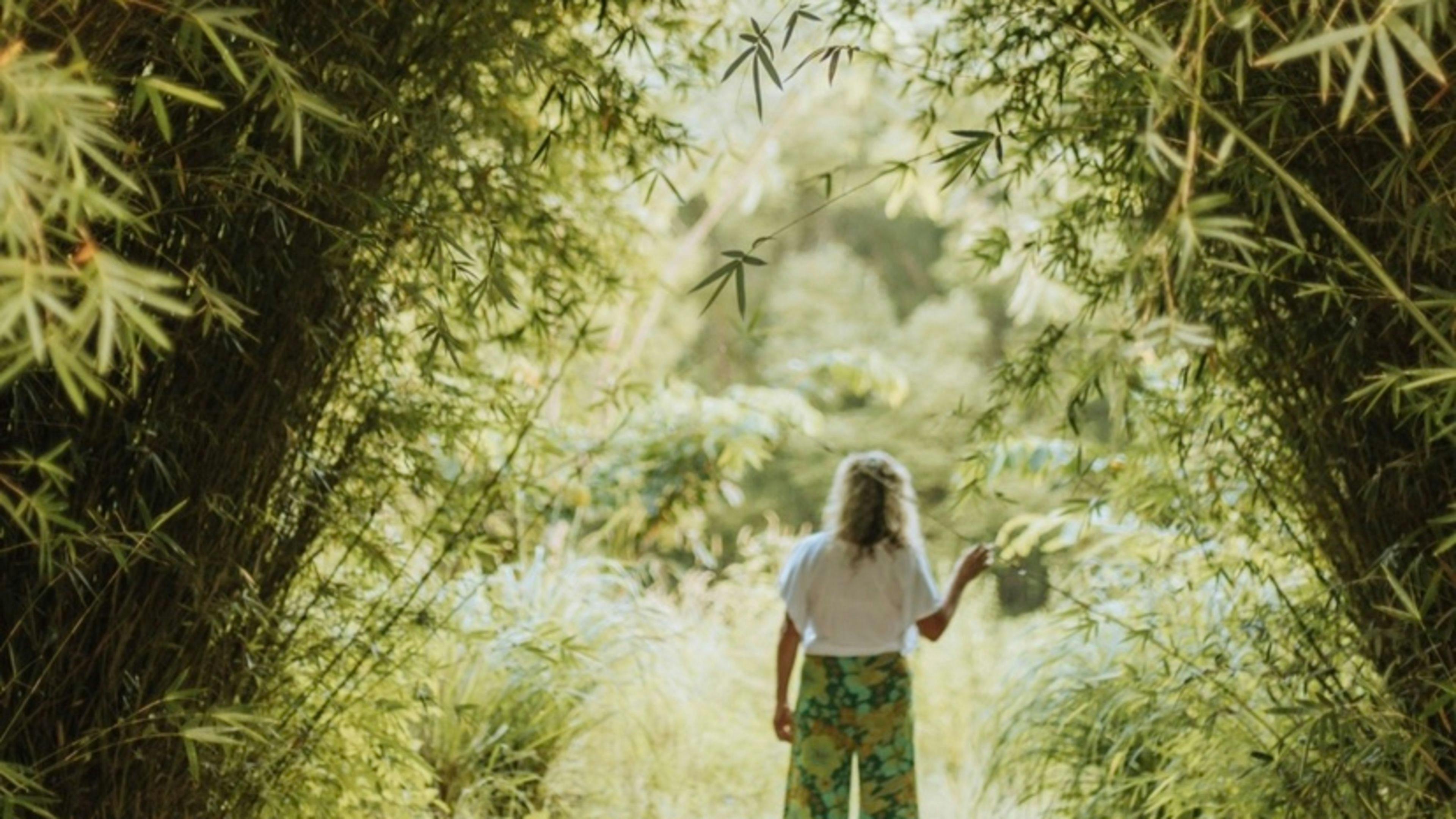 Wandering through bamboo gardens 