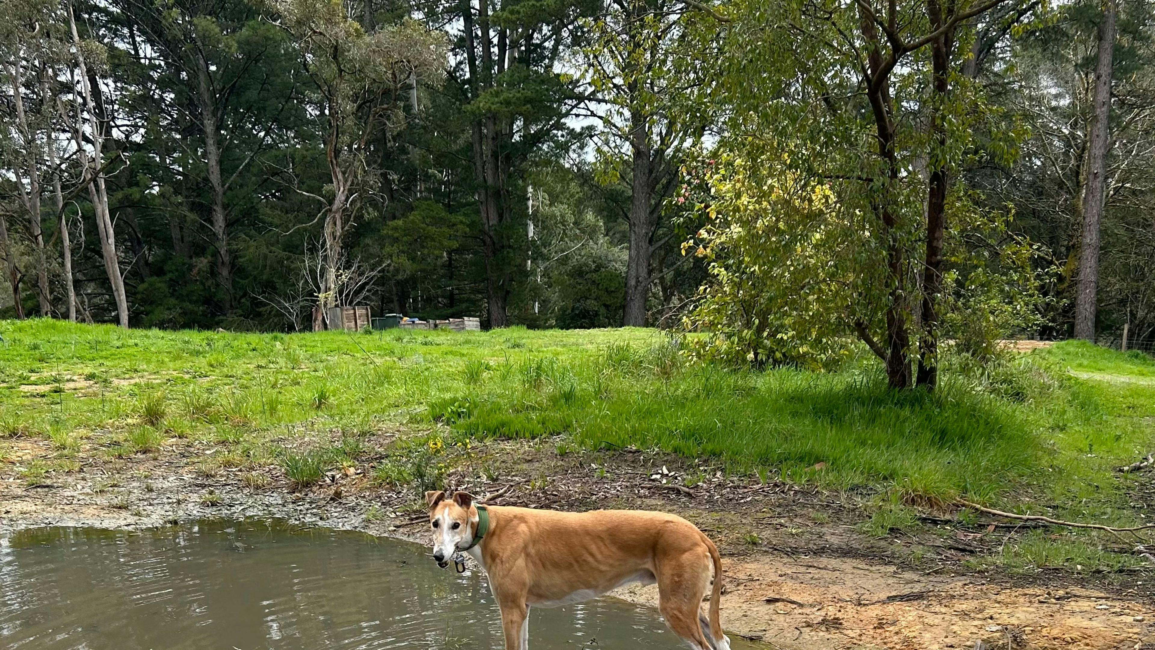 Adelaide Hills Magical Retreat